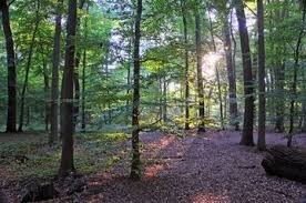 Barneführer Holz