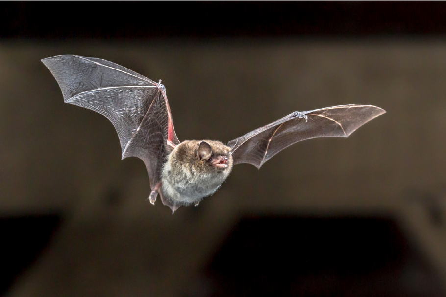 Fledermaus