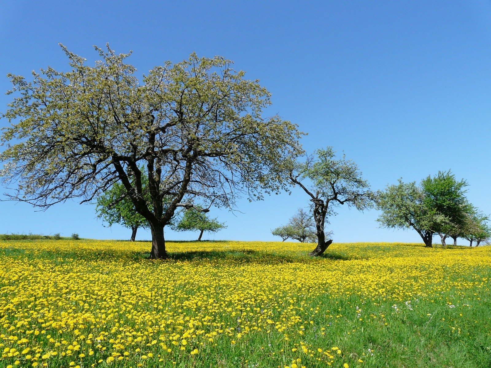 Blühende Wiese mit Obstbäumen