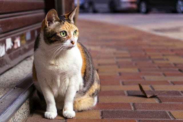 Getigerte Katze sitzt auf einem gepflasterten Weg